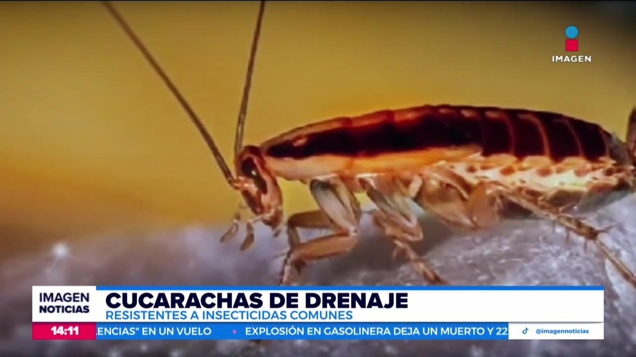 ¡Cuidado! En la temporada de calor incrementa la aparición de plagas
