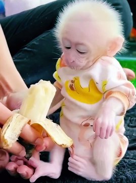 Cute Monkey | Funny Animal | Wildlife | Monkey Playing | Animals Beauty | Eating Pets | Trending Animals | Cute Animal