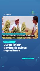 Lluvias limitan siembra de quinua tropicalizada