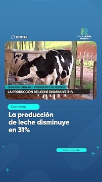 La producción de leche disminuye en 31%