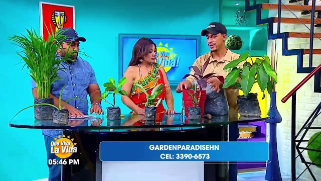 Transmisión en Vivo (4318)