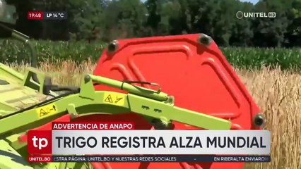 Subida del precio internacional del trigo preocupa a los productores por el déficit que hay en Bolivia