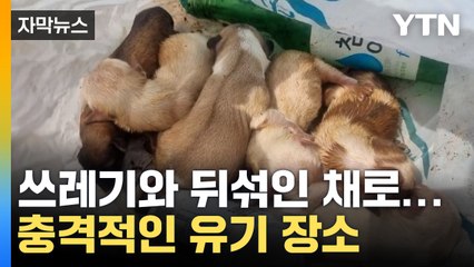 [자막뉴스] 위기 넘겨... 강아지 유기 용의자 추적 / YTN