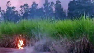 Incêndio destrói grande área de canavial perto do Rio Goioerê em Mariluz