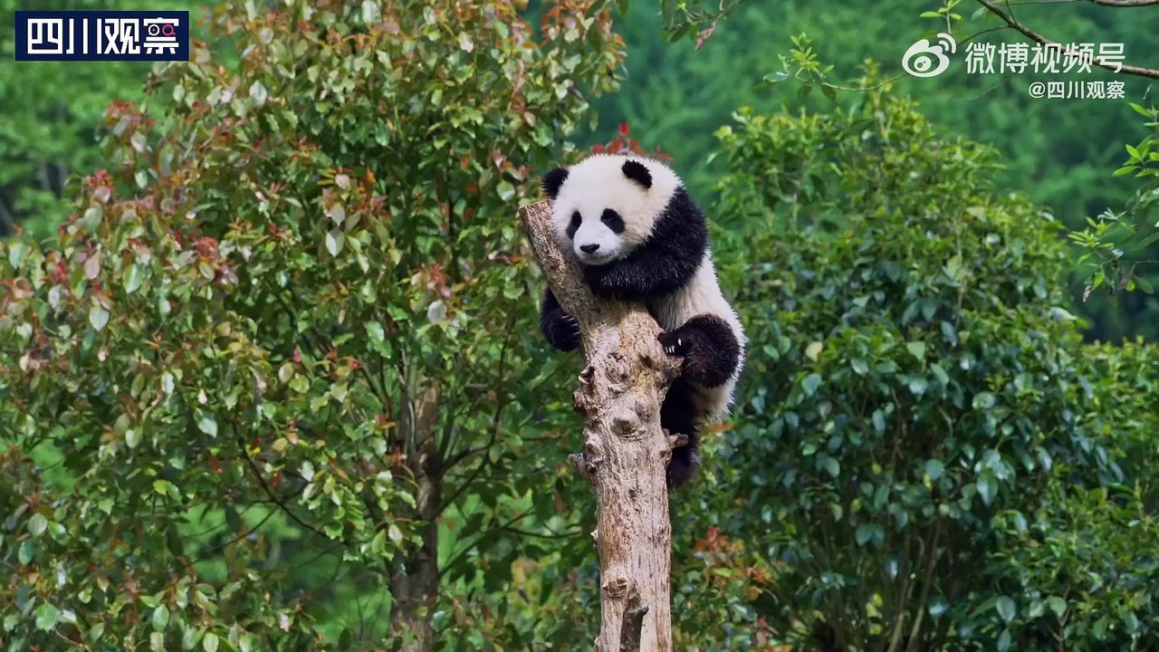 奶爸为熊猫老baby... - @四川观察 的视频 - 视频 - 微博