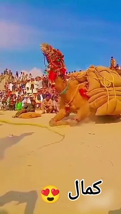 Camel  weight