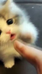 Little_Lion_#cats_#whisker_#kittylife_#catlady_#catsofinstagram_#catlovers_#catvideos_#kitty_#meow(360p)