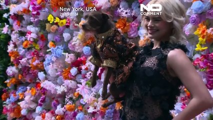 El Museo Canino de Nueva York organiza su propia 'Gala Met de perros'