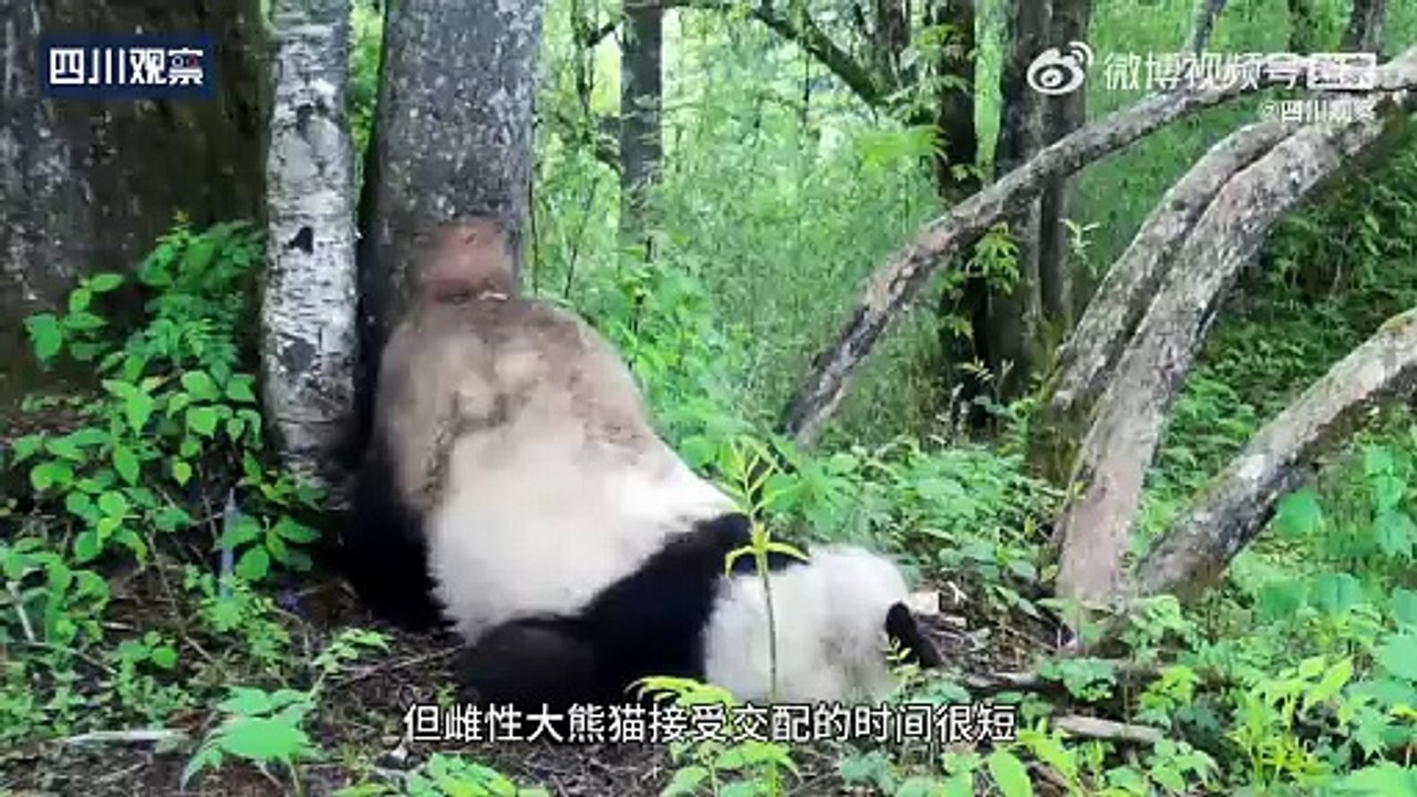 大熊猫相亲1天锻炼3... - @四川观察 的视频 - 视频 - 微博