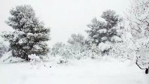 Nevando na Floresta - O Fascínio das Árvores Cobertas de Neve!