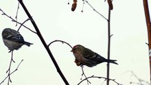 The Common Redpoll: Close Up HD Footage (Acanthis flammea)