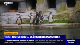 Un robot pour étudier les manchots au Parc zoologique de Paris
