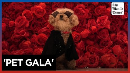 Dogs Channel Their Inner Celebrities at the Met Gala 🐶✨