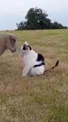 Funny animals 2024 - Funniest Cats and Dogs Video #shorts