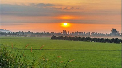 Dawn Symphony: Nature's Morning Chorus of Birds, Crickets, and Roosters