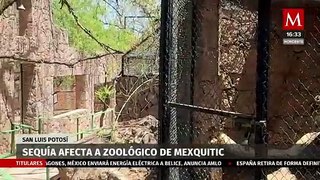 En SLP, fuerte sequía está afectado al zoológico de Mexquitic