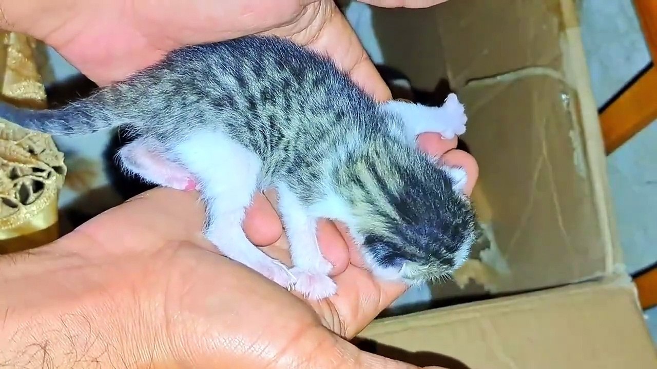 Baby Kitten meows because I hold the kitten in my hand  Mother gives milk to her kittens.