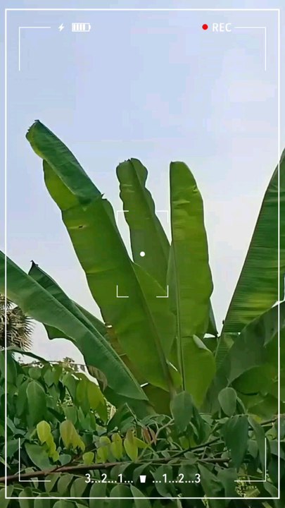 Pohon pisang