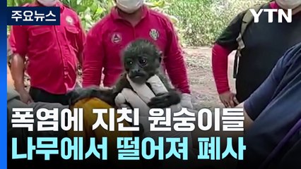 멕시코 숲에서 원숭이 수십 마리 추락 사건 발생 🐒