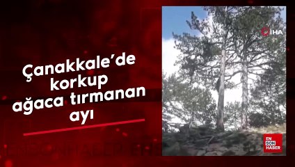 Çanakkale’de korkup ağaca tırmanan ayı