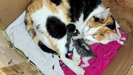 Mother gives milk to her kittens. I took the baby kitten in my hand