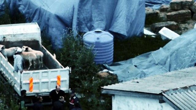 11 küçükbaş çalıp tanesini 5 bin liradan satmışlar