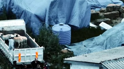 Tekirdağ'da 11 küçükbaş hayvanı çalan 5 şüpheli yakalandı