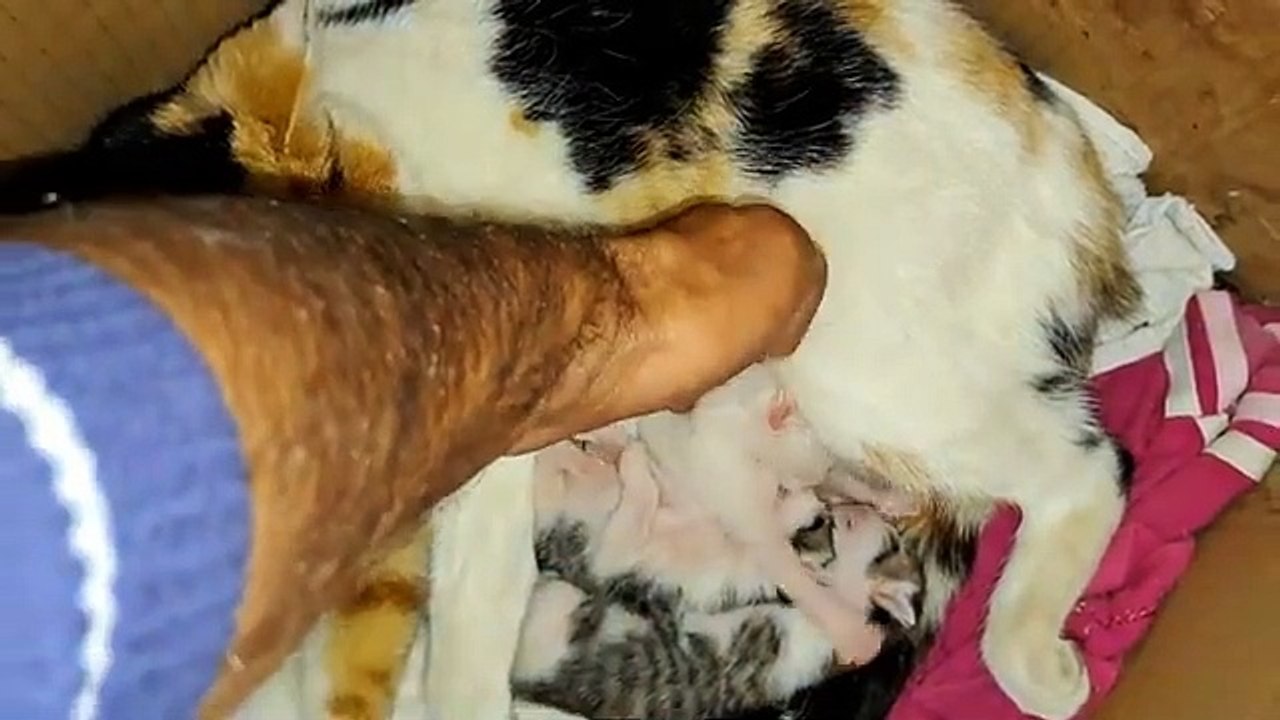 I held newborn baby kittens. Mother gives milk to her kittens.