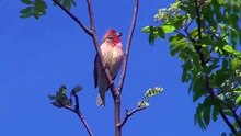 The Common Rosefinch: Close Up HD Footage (Carpodacus erythrinus)