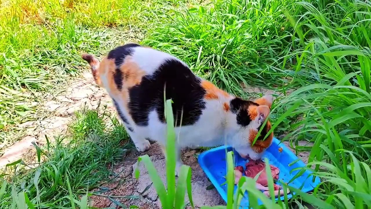 Newborn cute, baby kittens are sleeping.  I gave food to the mother cat.