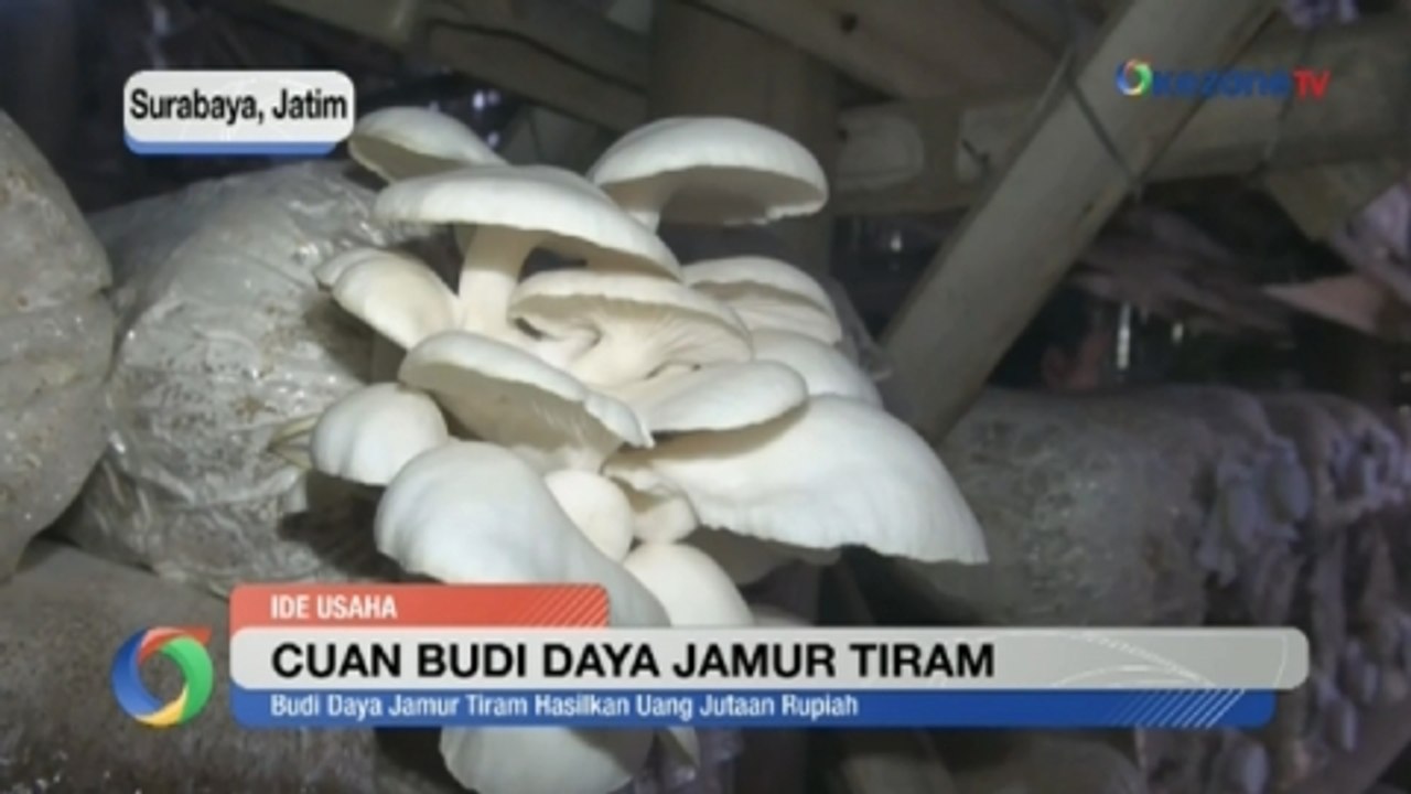 Cuan Budi Daya Jamur Tiram, Sekali Panen Dapat Rp10 Juta