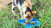 Cute pregnant cat drinking water after eating