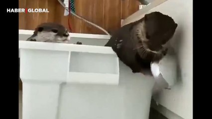 Arkadaşını ıslatan su samuru kahkahaya boğdu