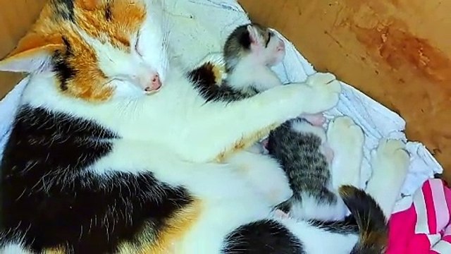 A mother cat feeds her baby kittens. Cute, baby cats are beautiful.