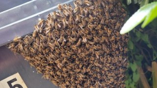 Retiree to become 'accidental beekeeper' - after huge swarm appears in his garden