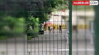 Başakşehir'de ilkokul bahçesinde beslenen köpekler 11 yaşındaki öğrenciye saldırdı