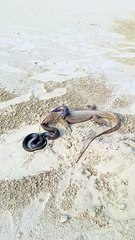 oh!big cobra snake vs saggo playing in desert #shorts #amazing