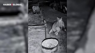 Çiftlikten kaçmaya karar veren atın yaptıkları izlenme rekoru kırdı