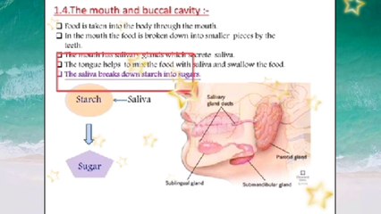 Digestion in human body part 2 in urdu