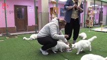 Koruma altındaki Van kedileri, birinci doğum döneminde 70 yavru doğurdu