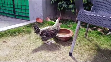 Tiger trying to attack on Kid & Hen but failed I Azan Butt Tiger