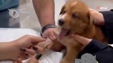 Cachorrito dramático llora y chilla como un loco cuando la aguja se acerca a su patita