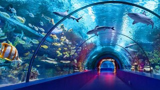 కూకట్ పల్లిలో Underwater Fish Tunnel Expo | Oneindia Telugu