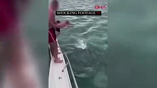 Denizde katil balinaların üstüne atlayan adamın sonu bu oldu