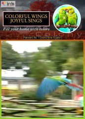 Birds in Our Lives 🐦