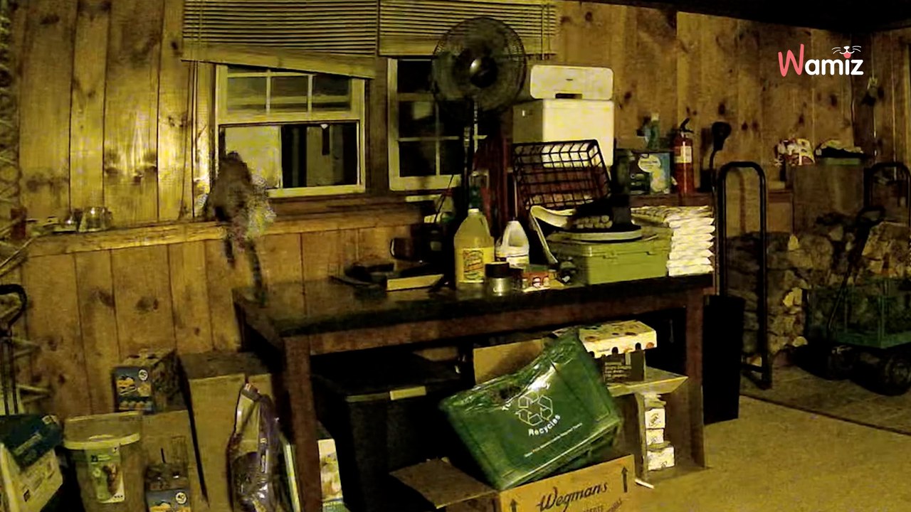 Überwachungskamera schlägt in der Nacht Alarm:  Als sie die Bilder sieht, staunt sie nicht schlecht