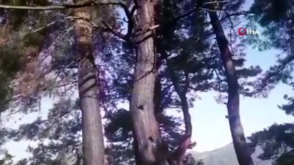 Yıldırım düşmesi sonucu baraka yandı, 3 koyun telef oldu