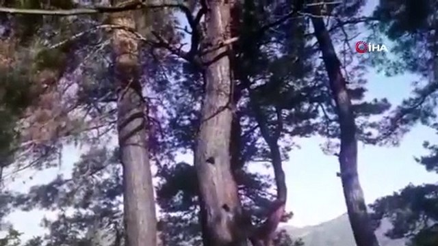 Yıldırım düşmesi sonucu baraka yandı, 3 koyun telef oldu