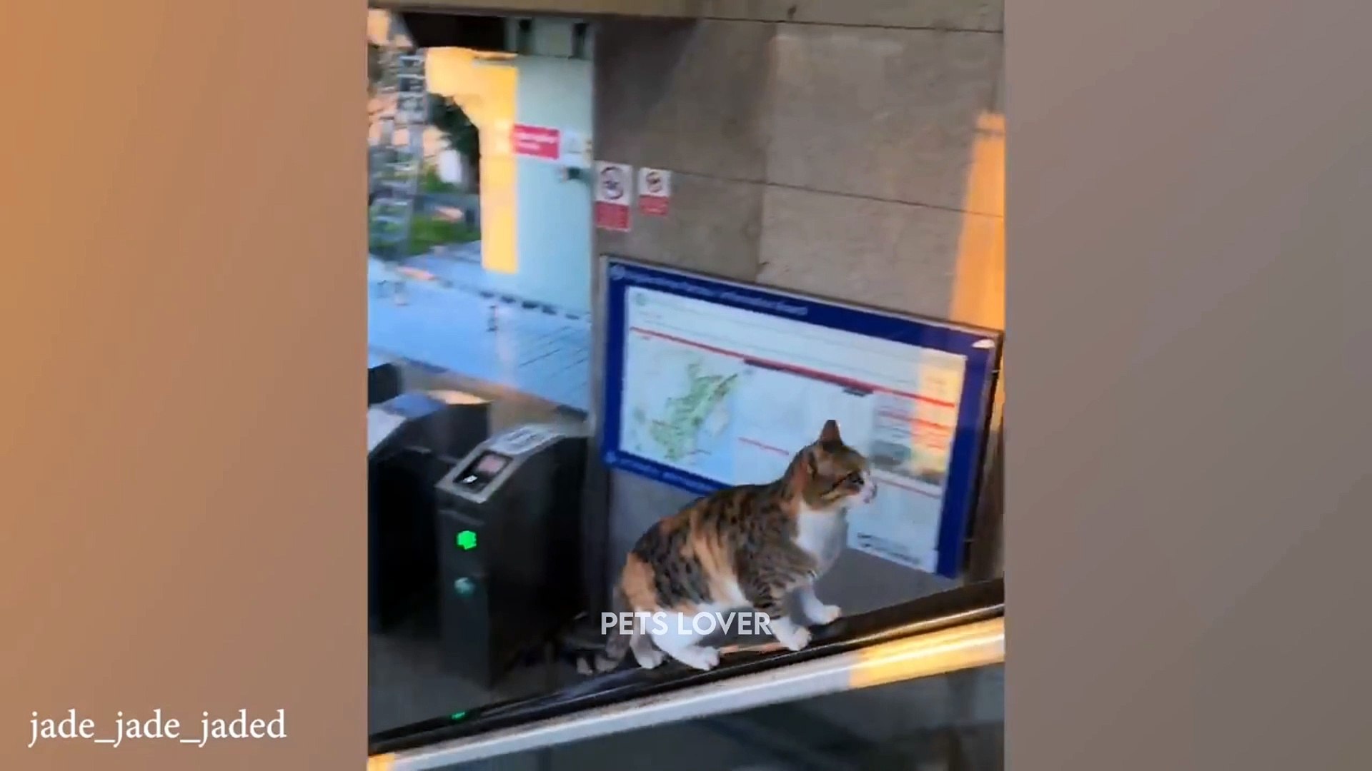 ⁣Pets funny videos part 8 ✨ #pets #funny #cats #2024