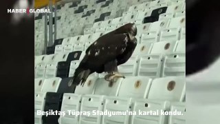 Beşiktaş Tüpraş Stadyumu'na kartal kondu